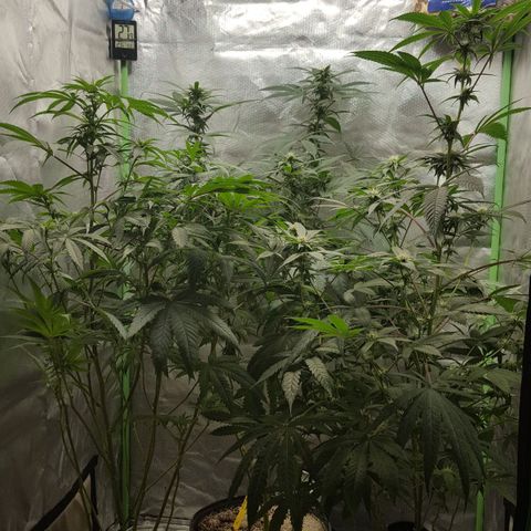 SB3.7 growlog timeline photo