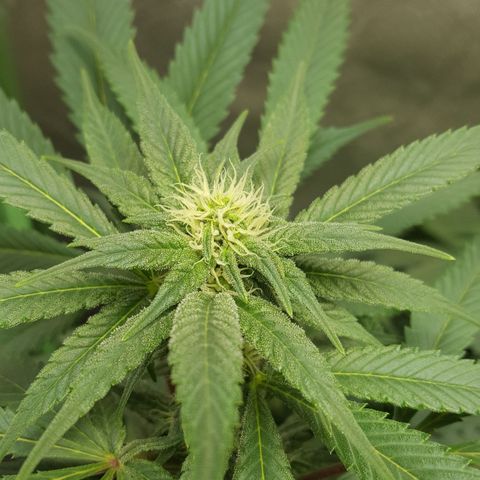 SB3.7 growlog timeline photo