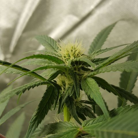 SB3.7 growlog timeline photo