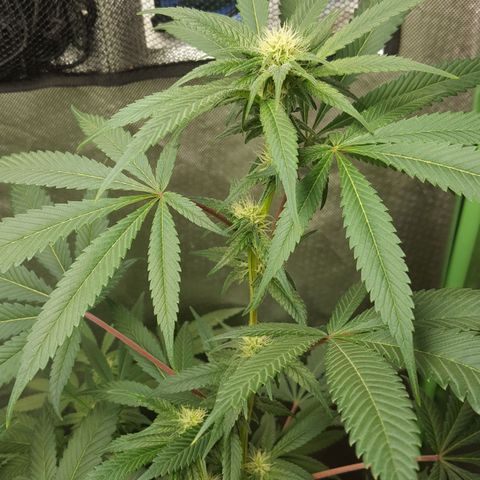 SB3.7 growlog timeline photo
