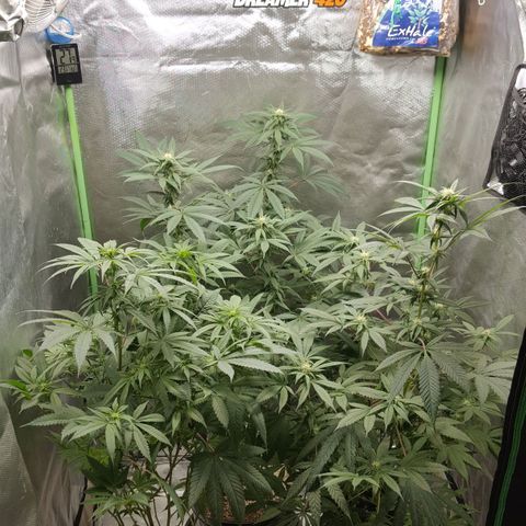 SB3.7 growlog timeline photo