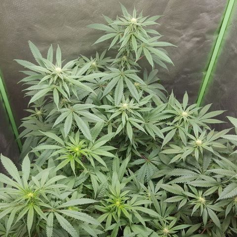 SB3.7 growlog timeline photo