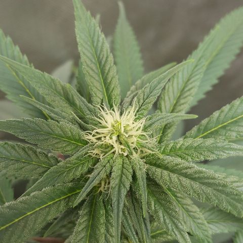 SB3.7 growlog timeline photo