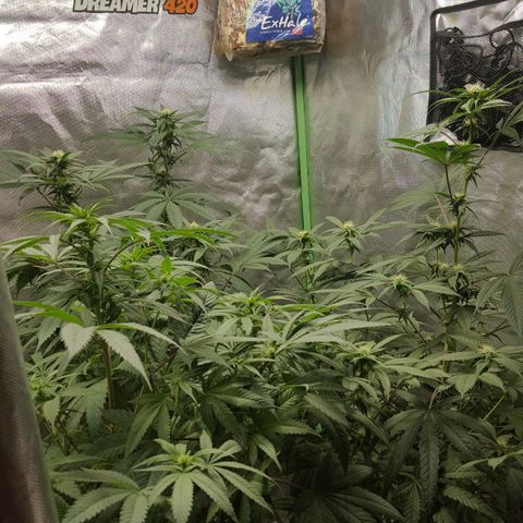 SB3.7 growlog timeline photo