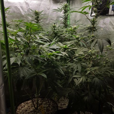 SB3.7 growlog timeline photo