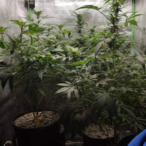 SB3.7 growlog timeline photo
