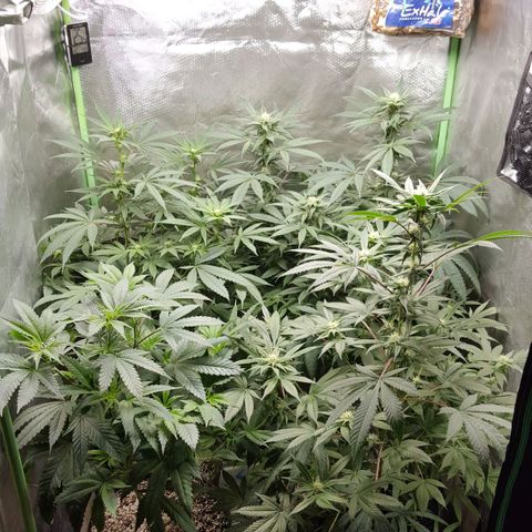 SB3.7 growlog timeline photo