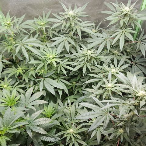 SB3.7 growlog timeline photo