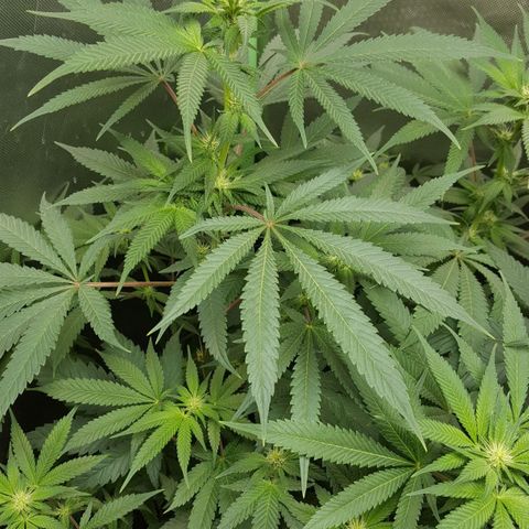 SB3.7 growlog timeline photo