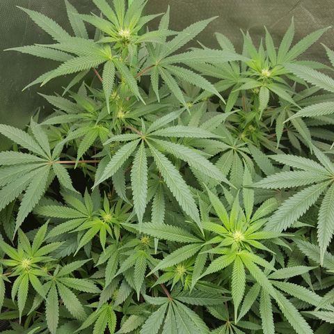 SB3.7 growlog timeline photo