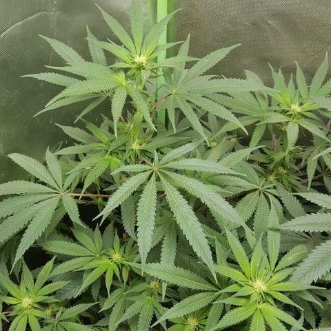 SB3.7 growlog timeline photo