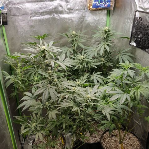 SB3.7 growlog timeline photo