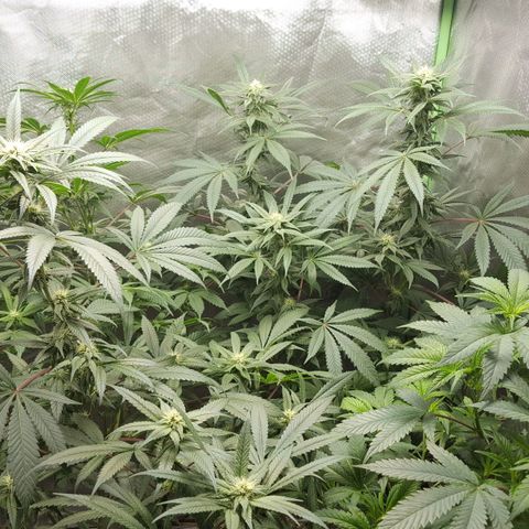 SB3.7 growlog timeline photo