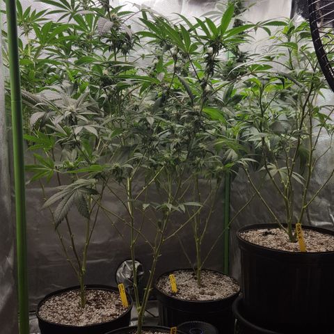SB3.7 growlog timeline photo
