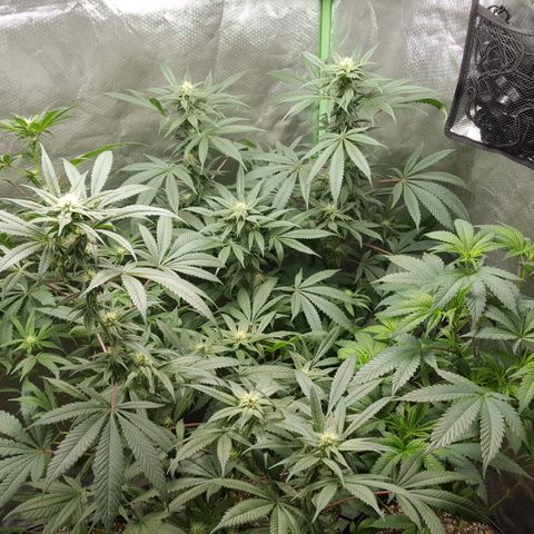 SB3.7 growlog timeline photo