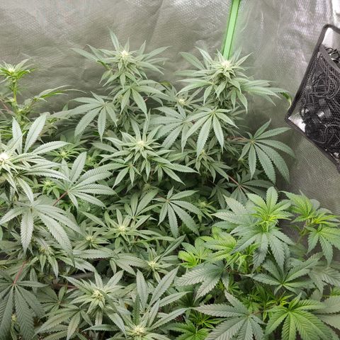 SB3.7 growlog timeline photo