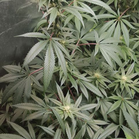 SB3.7 growlog timeline photo