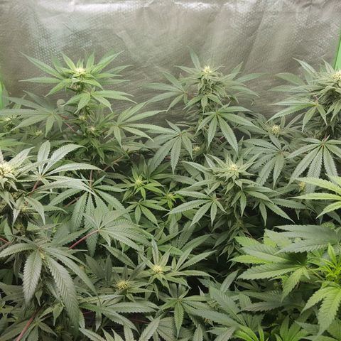 SB3.7 growlog timeline photo