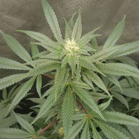 SB3.7 growlog timeline photo