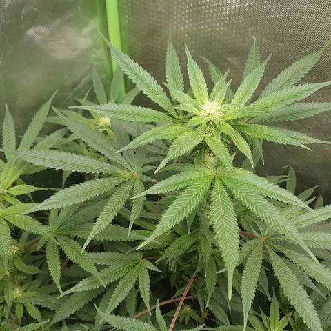 SB3.7 growlog timeline photo