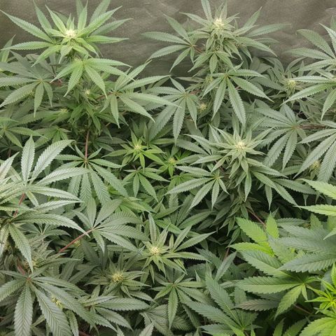 SB3.7 growlog timeline photo