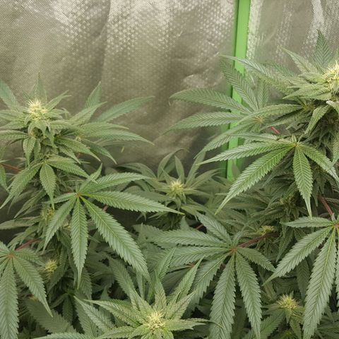 SB3.7 growlog timeline photo