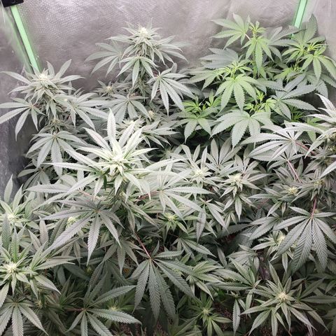 SB3.7 growlog timeline photo