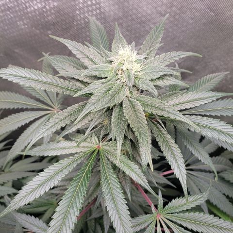 SB3.7 growlog timeline photo