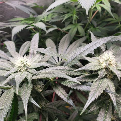 SB3.7 growlog timeline photo