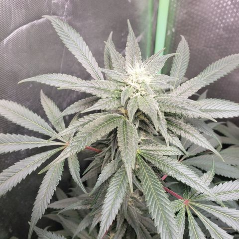 SB3.7 growlog timeline photo
