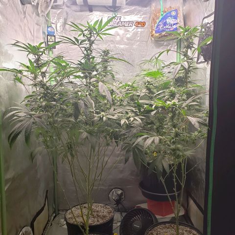 SB3.7 growlog timeline photo