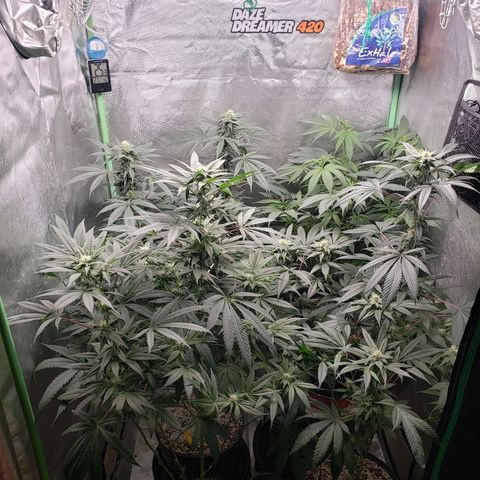 SB3.7 growlog timeline photo