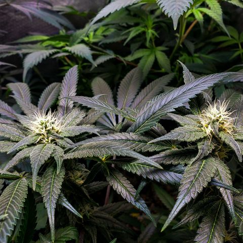 SB3.7 growlog timeline photo