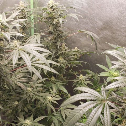 SB3.7 growlog timeline photo
