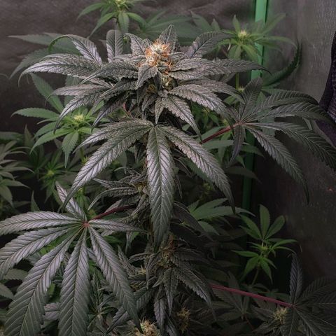 SB3.7 growlog timeline photo