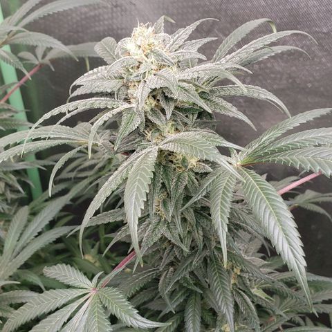 SB3.7 growlog timeline photo