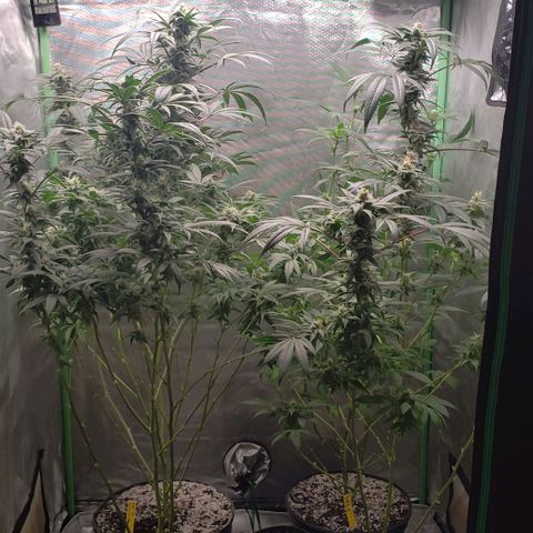 SB3.7 growlog timeline photo