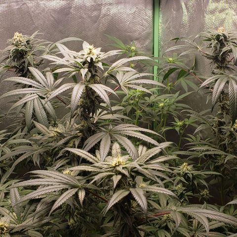 SB3.7 growlog timeline photo