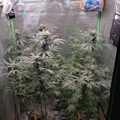 SB3.7 growlog timeline photo