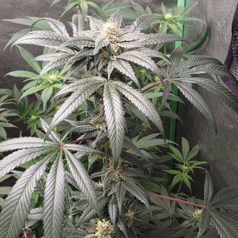 SB3.7 growlog timeline photo