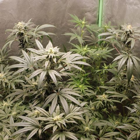 SB3.7 growlog timeline photo