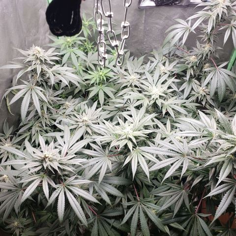 SB3.7 growlog timeline photo