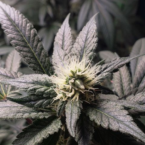 SB3.7 growlog timeline photo