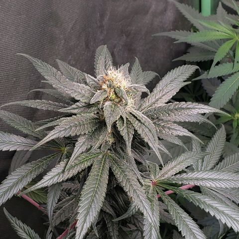 SB3.7 growlog timeline photo
