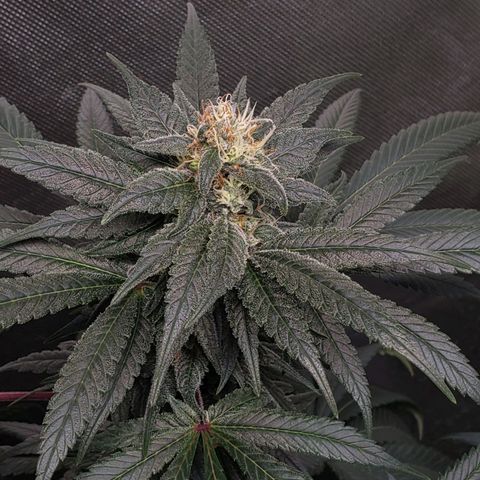 SB3.7 growlog timeline photo