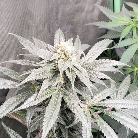SB3.7 growlog timeline photo