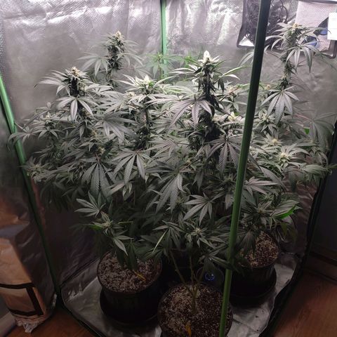SB3.7 growlog timeline photo