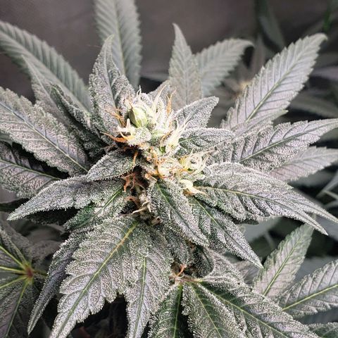 SB3.7 growlog timeline photo