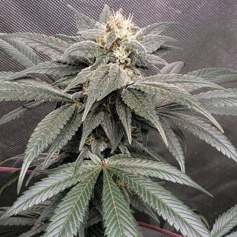 SB3.7 growlog timeline photo