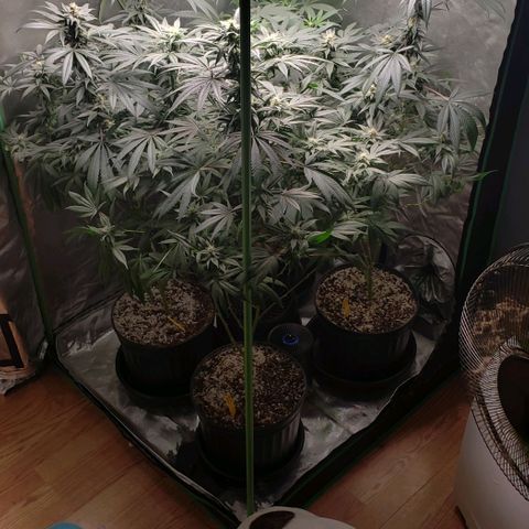 SB3.7 growlog timeline photo